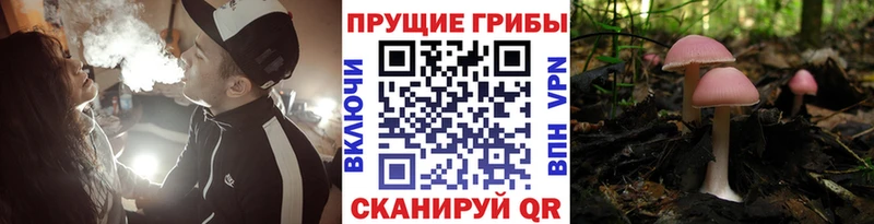 продажа наркотиков  Междуреченск  Галлюциногенные грибы GOLDEN TEACHER 
