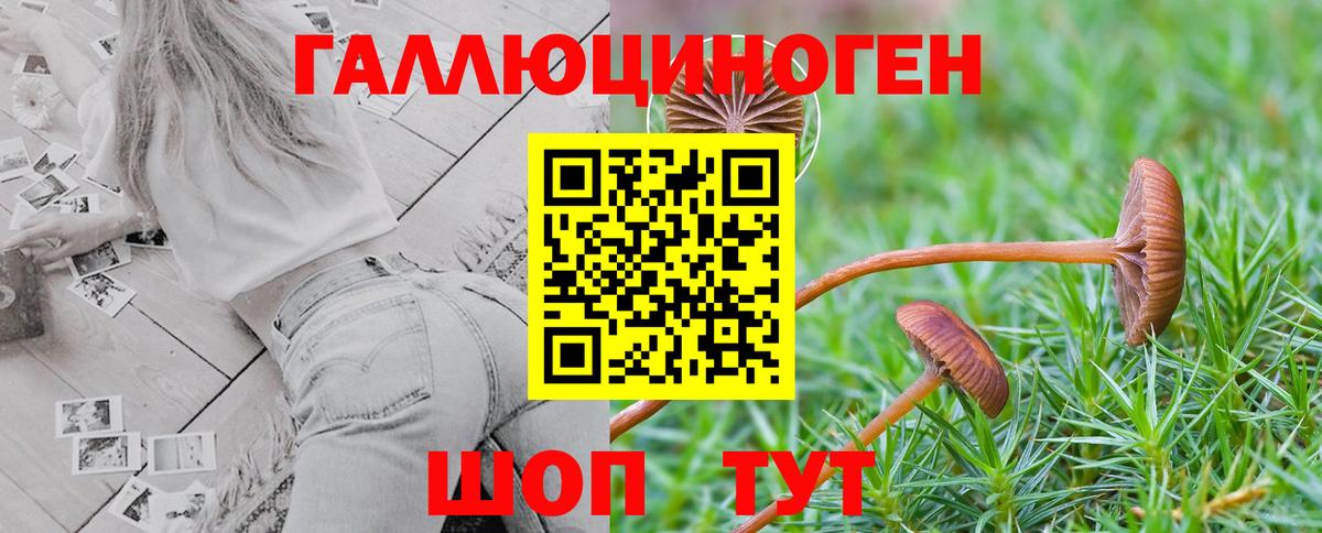 Галлюциногенные грибы Cubensis  Вход с VPN  Междуреченск 